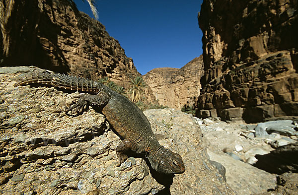 Dornschwanz (Uromastyx acanthinurus)