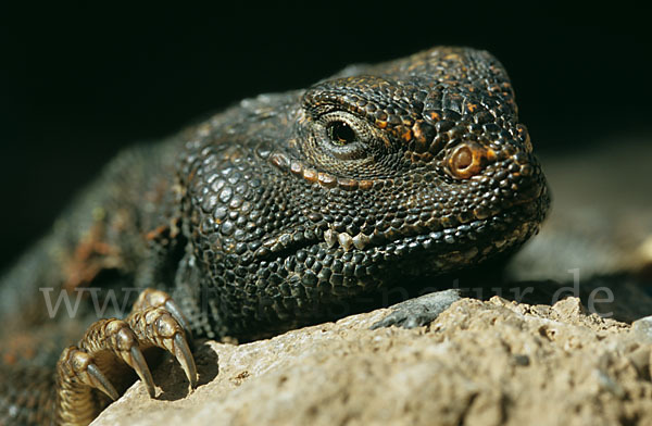 Dornschwanz (Uromastyx acanthinurus)