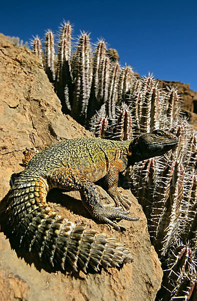 Dornschwanz (Uromastyx acanthinurus)