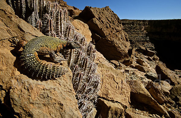 Dornschwanz (Uromastyx acanthinurus)