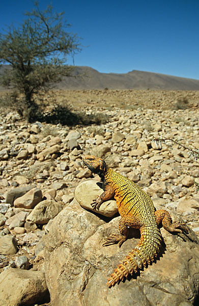 Dornschwanz (Uromastyx acanthinurus)