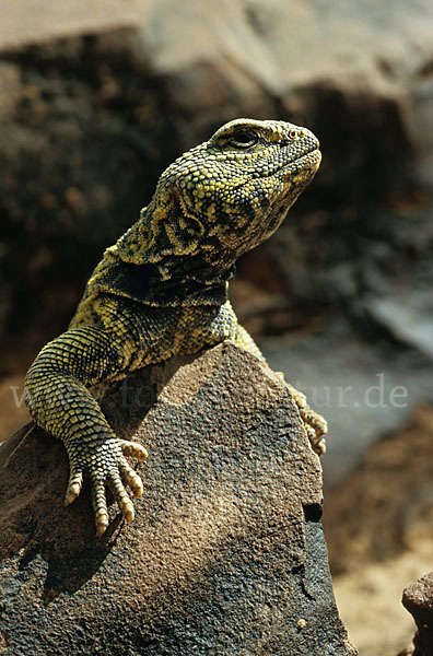 Dornschwanz (Uromastyx acanthinurus)