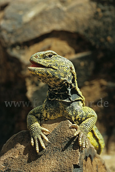 Dornschwanz (Uromastyx acanthinurus)