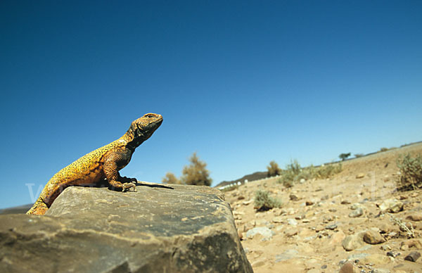 Dornschwanz (Uromastyx acanthinurus)