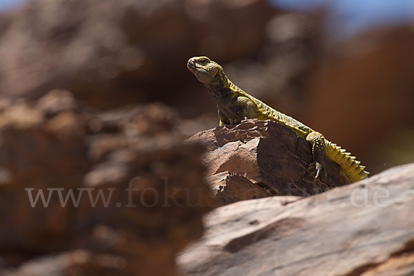 Dornschwanz (Uromastyx acanthinurus)