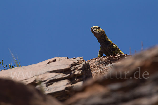 Dornschwanz (Uromastyx acanthinurus)