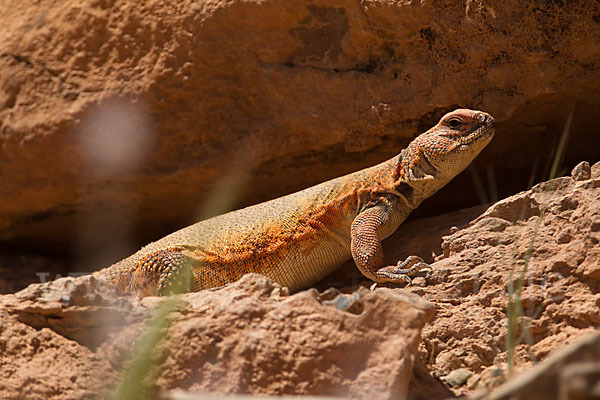 Dornschwanz (Uromastyx acanthinurus)