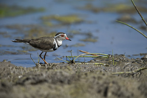 Dreiband-Regenpfeifer (Charadrius tricollaris)