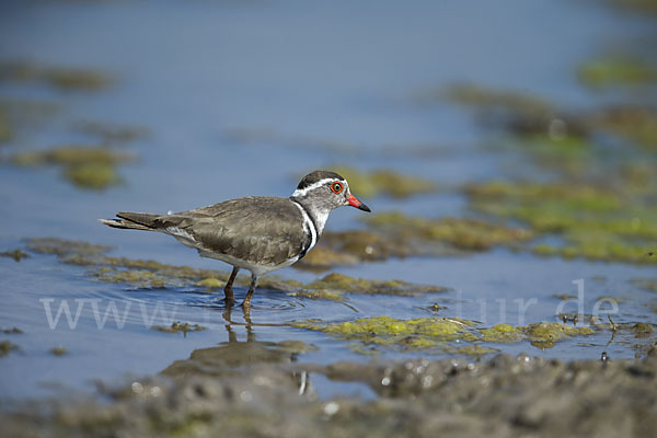 Dreiband-Regenpfeifer (Charadrius tricollaris)