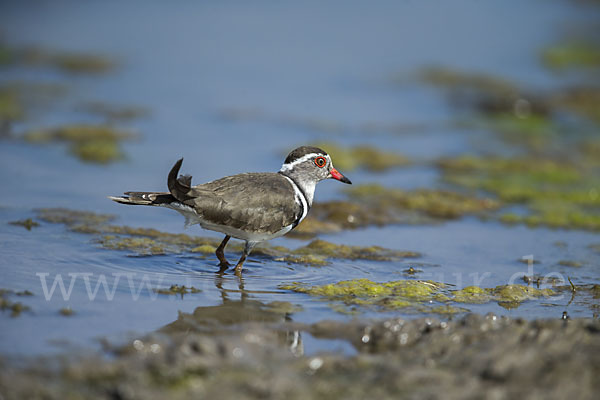 Dreiband-Regenpfeifer (Charadrius tricollaris)