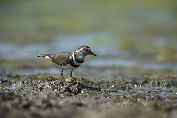 Dreiband-Regenpfeifer (Charadrius tricollaris)