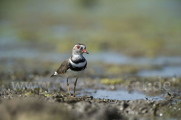 Dreiband-Regenpfeifer (Charadrius tricollaris)