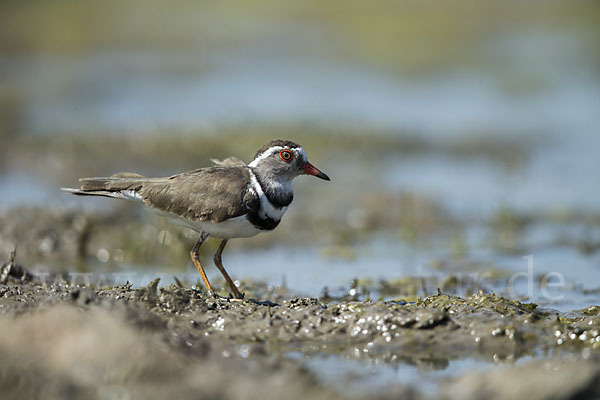 Dreiband-Regenpfeifer (Charadrius tricollaris)