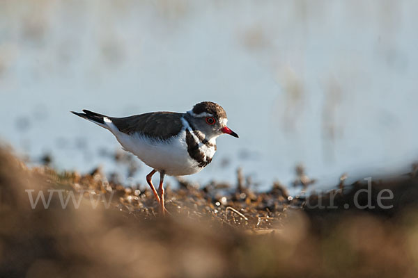 Dreiband-Regenpfeifer (Charadrius tricollaris)