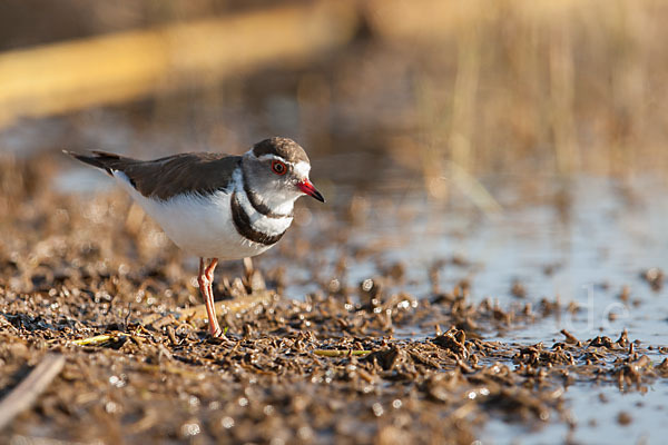 Dreiband-Regenpfeifer (Charadrius tricollaris)