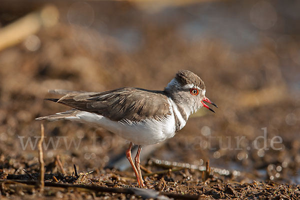 Dreiband-Regenpfeifer (Charadrius tricollaris)