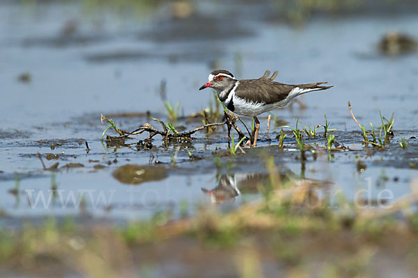 Dreiband-Regenpfeifer (Charadrius tricollaris)