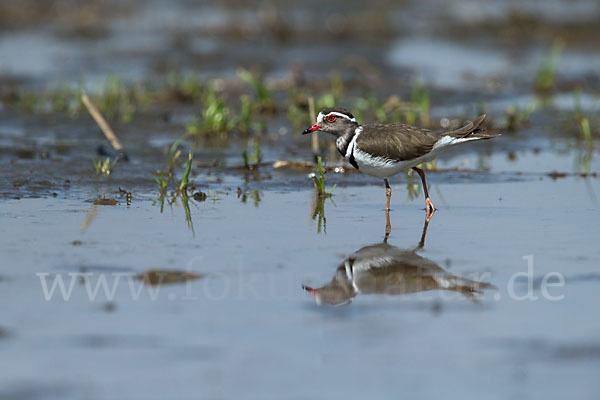 Dreiband-Regenpfeifer (Charadrius tricollaris)