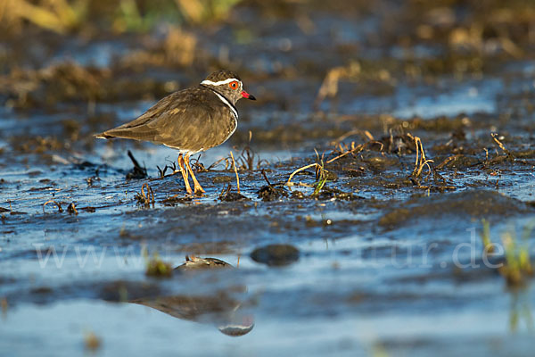 Dreiband-Regenpfeifer (Charadrius tricollaris)