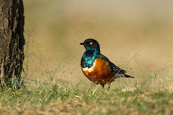 Dreifarben-Glanzstar (Lamprotornis superbus)