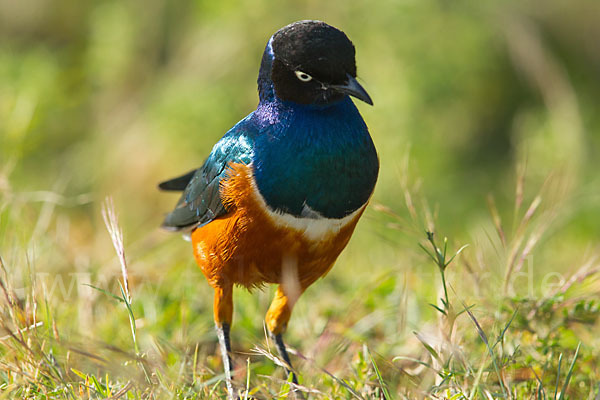 Dreifarben-Glanzstar (Lamprotornis superbus)