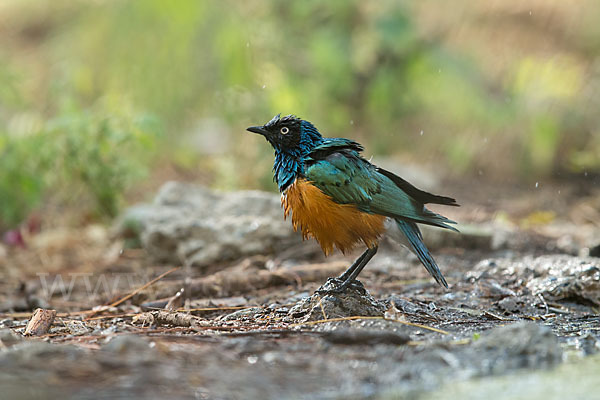 Dreifarben-Glanzstar (Lamprotornis superbus)