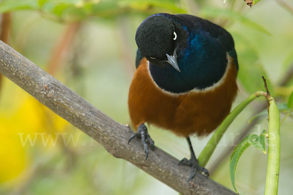 Dreifarben-Glanzstar (Lamprotornis superbus)