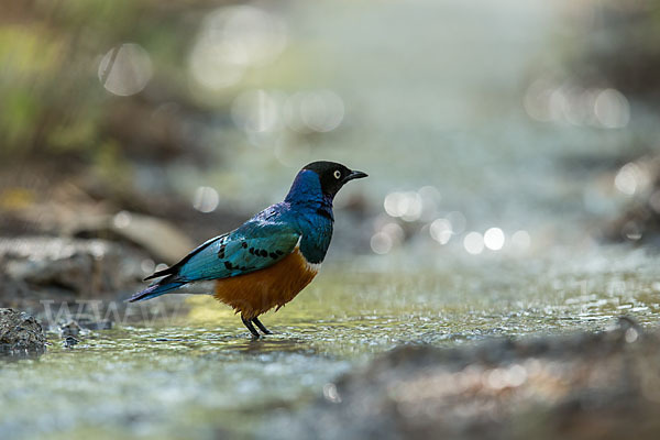 Dreifarben-Glanzstar (Lamprotornis superbus)