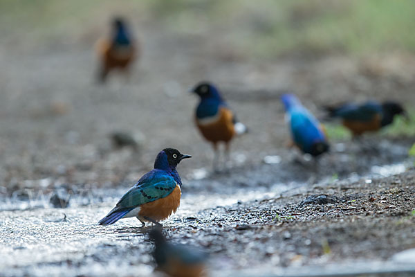 Dreifarben-Glanzstar (Lamprotornis superbus)