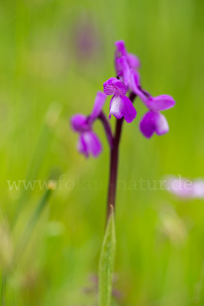 Dreiknollen-Knabenkraut (Orchis champagneuxii)