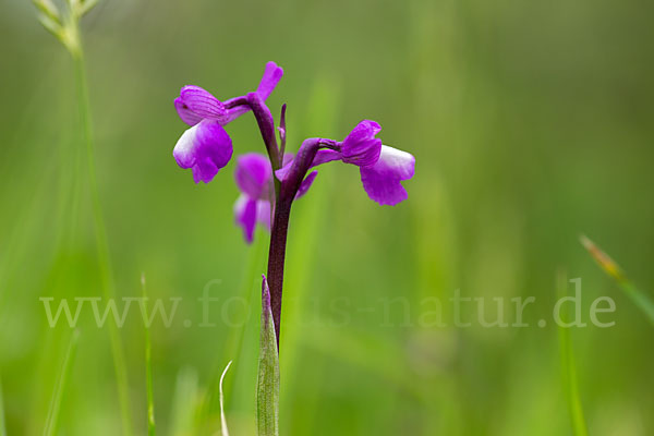 Dreiknollen-Knabenkraut (Orchis champagneuxii)