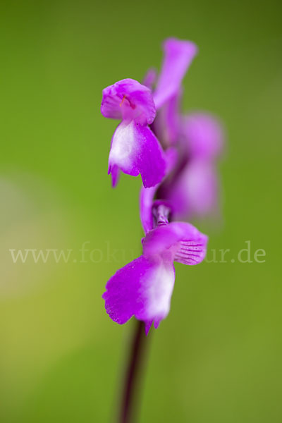 Dreiknollen-Knabenkraut (Orchis champagneuxii)