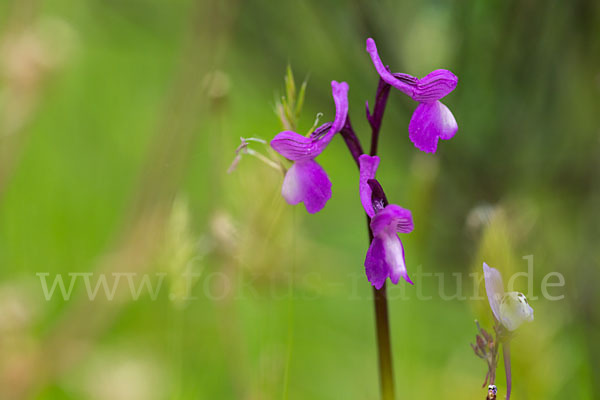 Dreiknollen-Knabenkraut (Orchis champagneuxii)