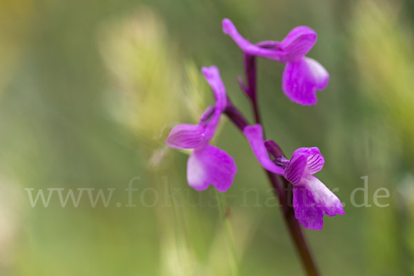 Dreiknollen-Knabenkraut (Orchis champagneuxii)