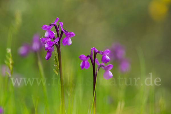 Dreiknollen-Knabenkraut (Orchis champagneuxii)