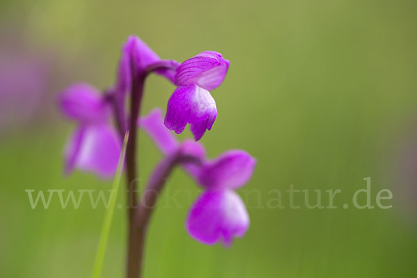 Dreiknollen-Knabenkraut (Orchis champagneuxii)