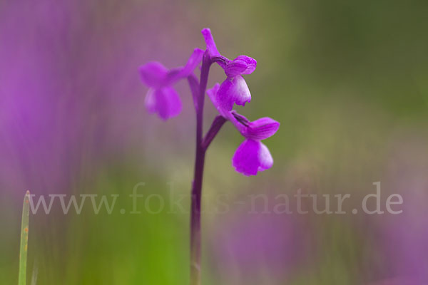 Dreiknollen-Knabenkraut (Orchis champagneuxii)