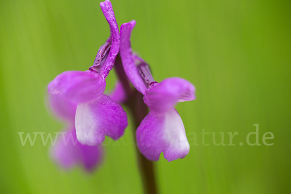 Dreiknollen-Knabenkraut (Orchis champagneuxii)