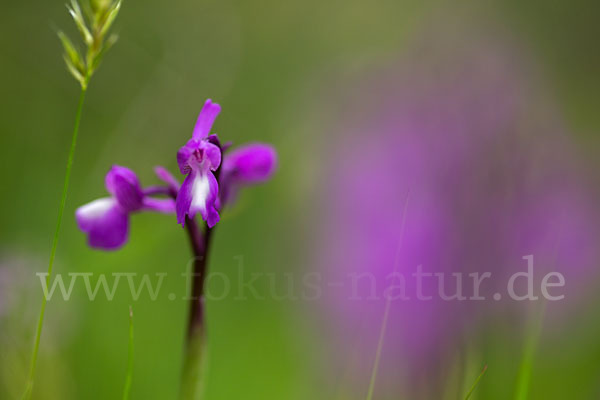 Dreiknollen-Knabenkraut (Orchis champagneuxii)