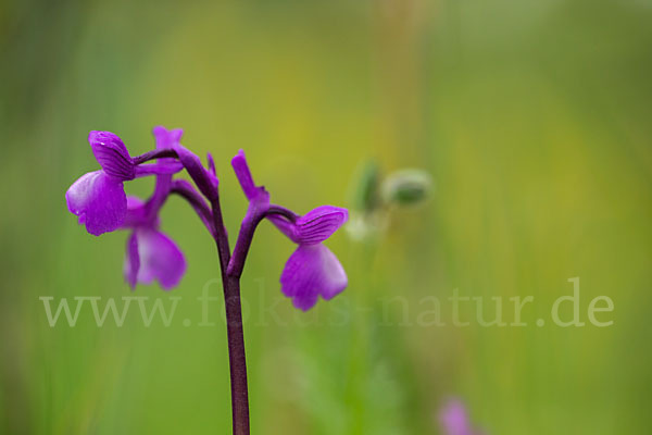 Dreiknollen-Knabenkraut (Orchis champagneuxii)