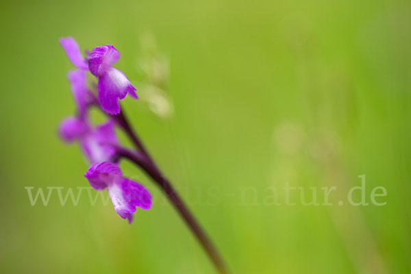 Dreiknollen-Knabenkraut (Orchis champagneuxii)