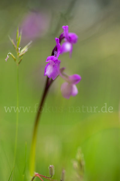 Dreiknollen-Knabenkraut (Orchis champagneuxii)