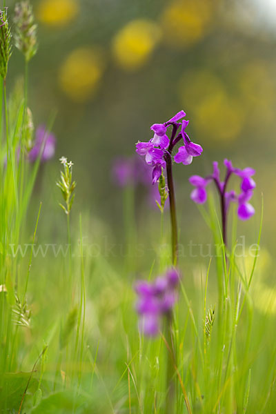 Dreiknollen-Knabenkraut (Orchis champagneuxii)