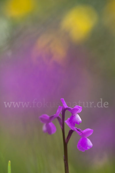 Dreiknollen-Knabenkraut (Orchis champagneuxii)