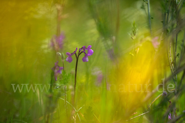 Dreiknollen-Knabenkraut (Orchis champagneuxii)