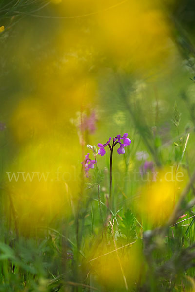 Dreiknollen-Knabenkraut (Orchis champagneuxii)