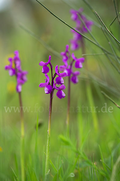 Dreiknollen-Knabenkraut (Orchis champagneuxii)