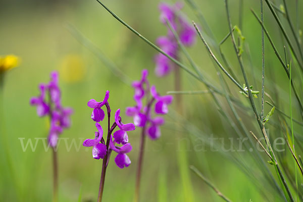 Dreiknollen-Knabenkraut (Orchis champagneuxii)