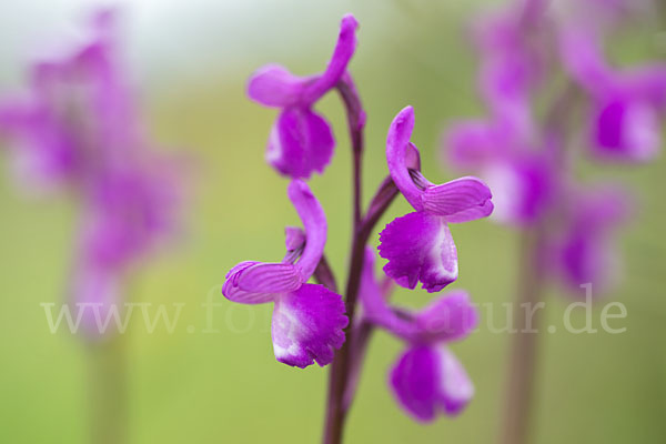 Dreiknollen-Knabenkraut (Orchis champagneuxii)