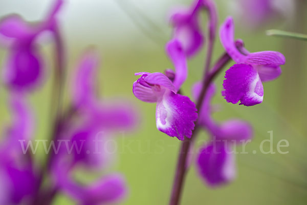 Dreiknollen-Knabenkraut (Orchis champagneuxii)